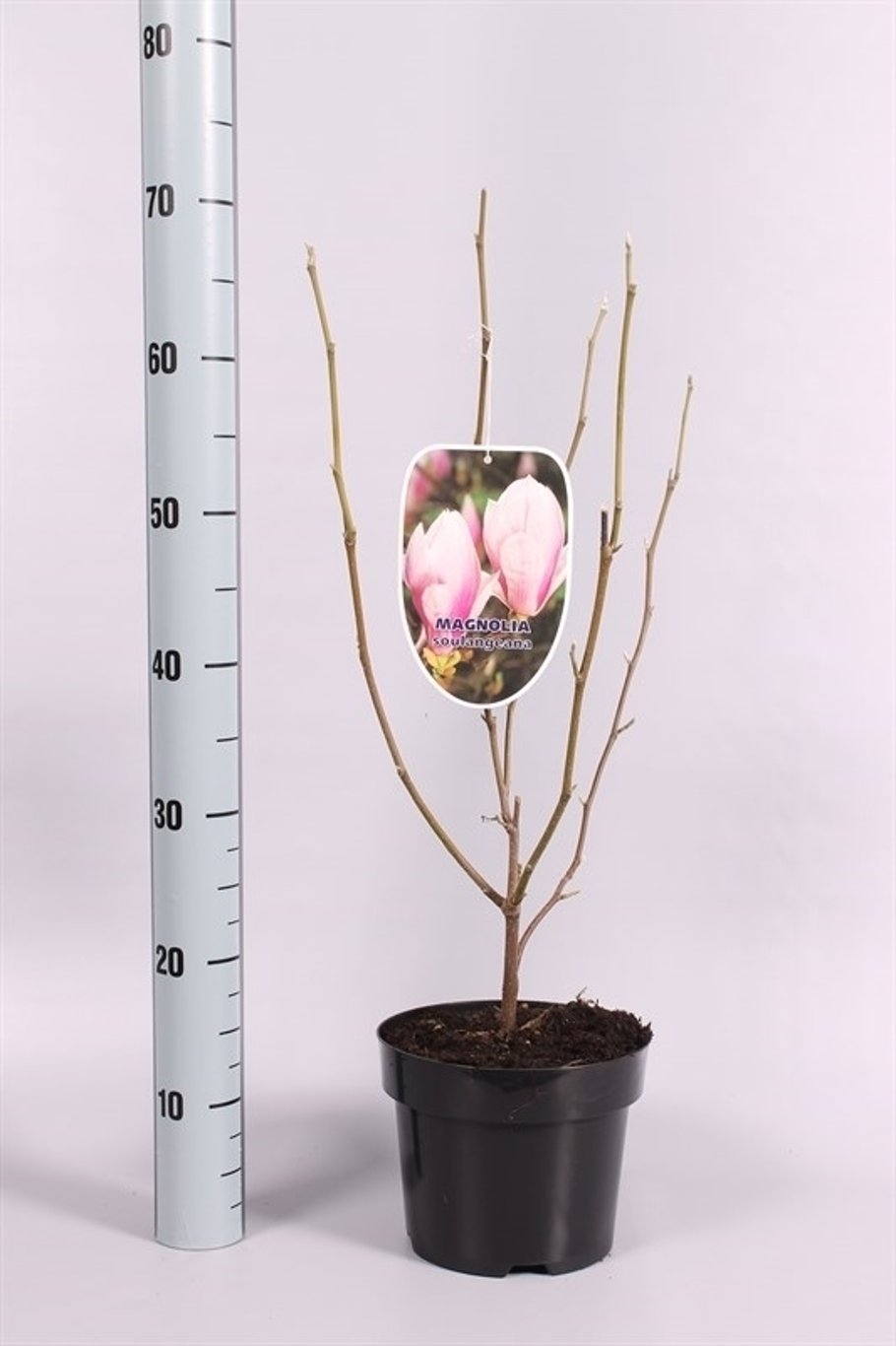 Magnolia soulangeana - C3 50-60 CM